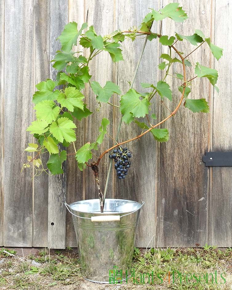 Regent Grapevine