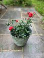 Happy Birthday Roses     