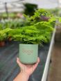 Fern in customised pot
