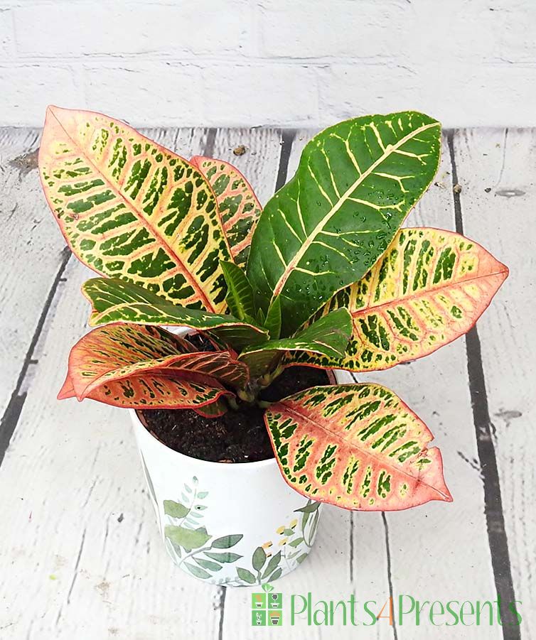 Croton Petra