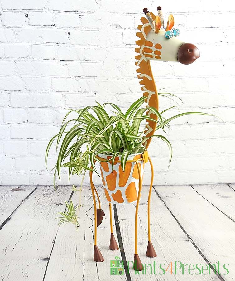 Spider plant in a giraffe planter