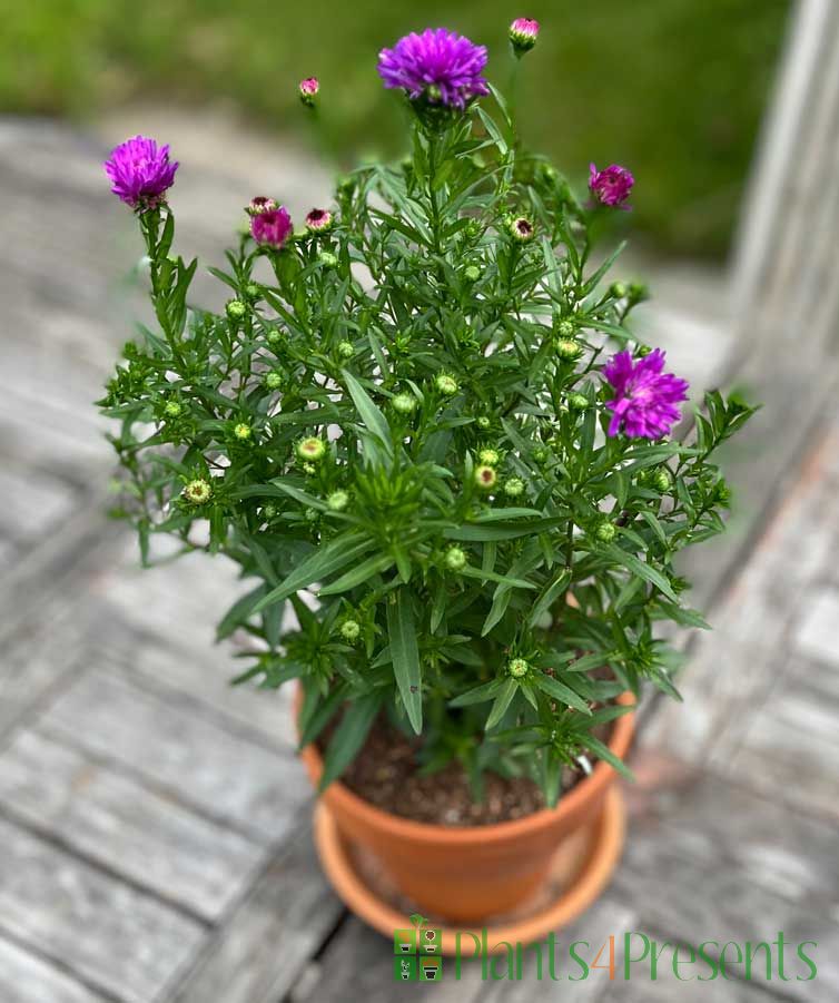 Michaelmas Daisy Purple