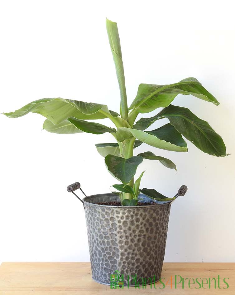 Young banana Plant