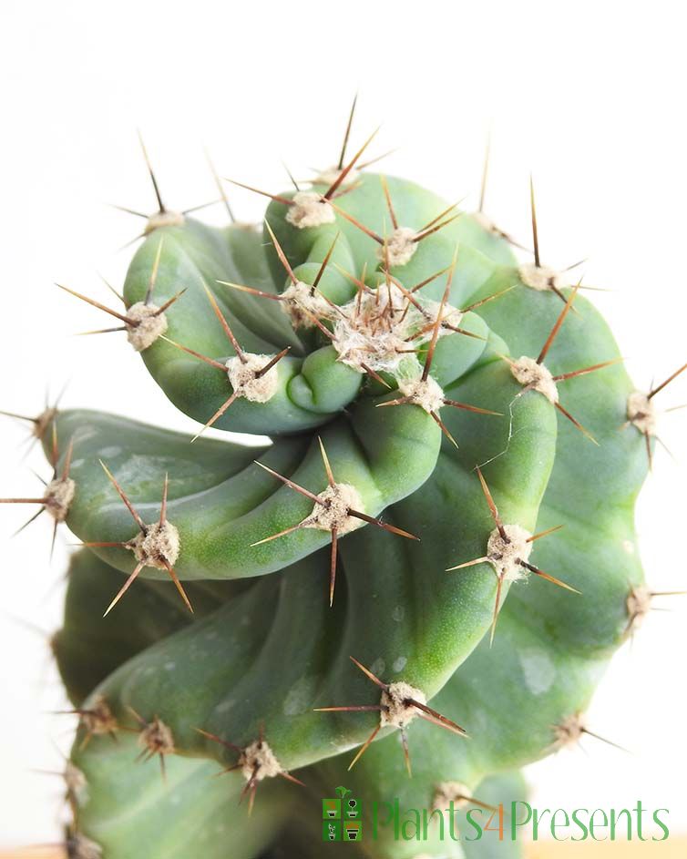 Sprial Cactus