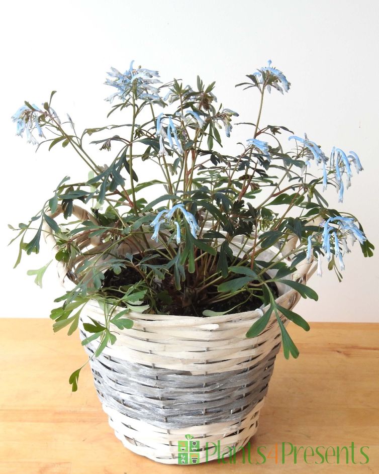 Corydalis