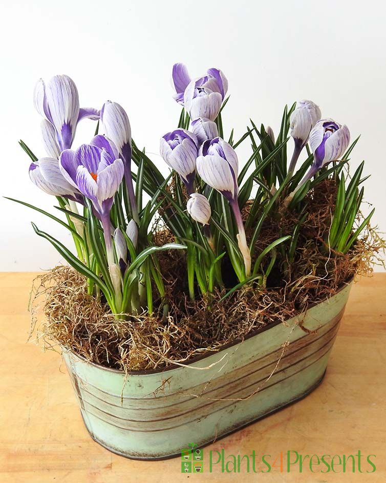 Crocus Planter