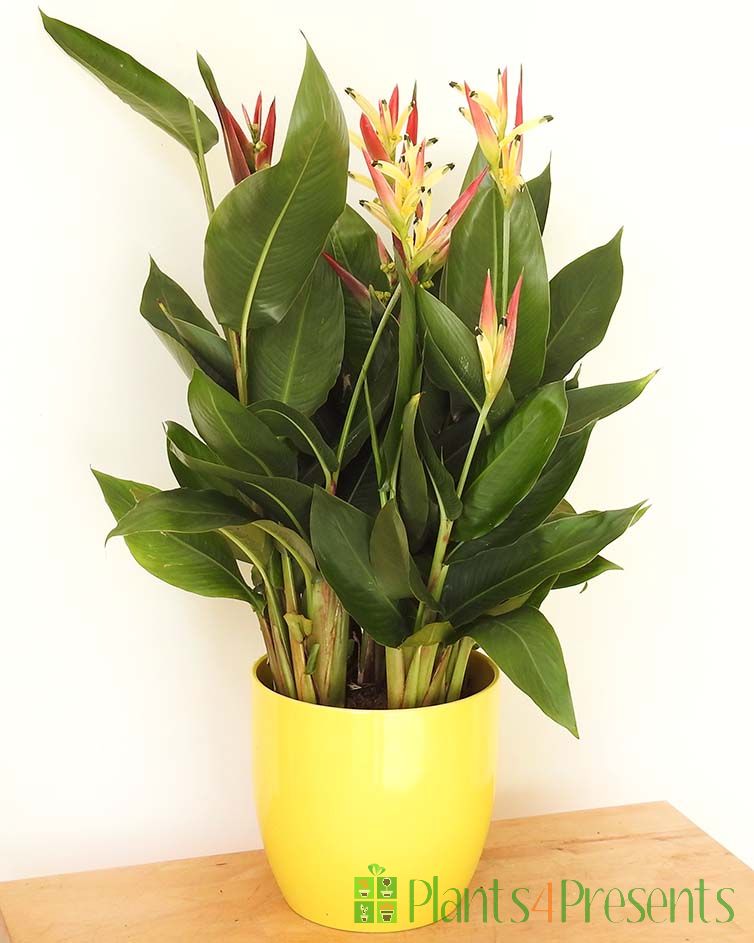 Parrot's Plant in yellow ceramic pot