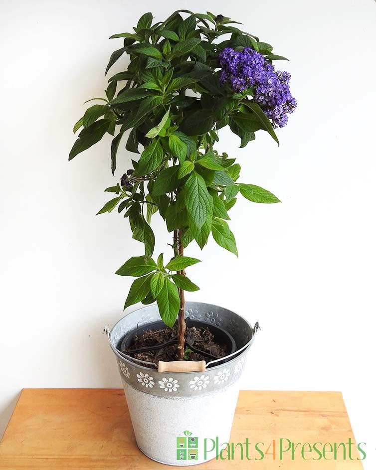 Heliotrope, just starting the flowering season