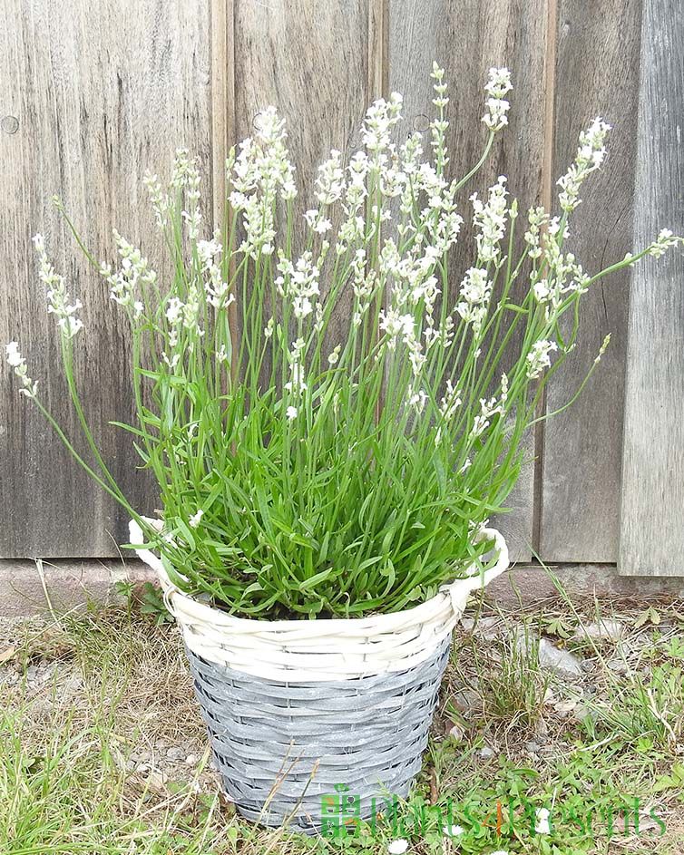 White Lavender
