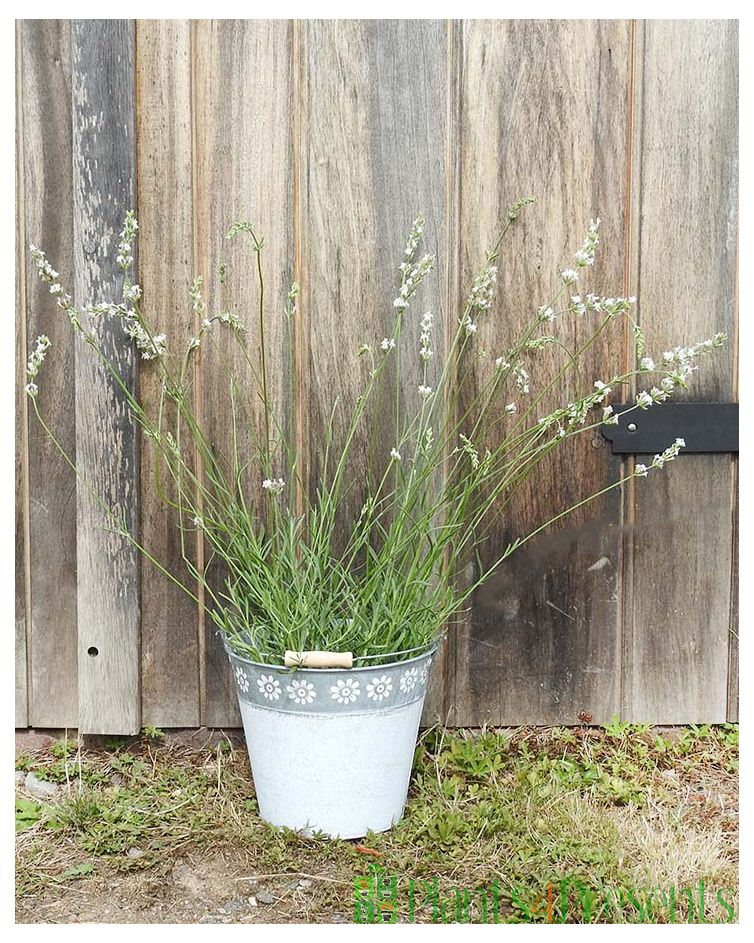 White Lavender