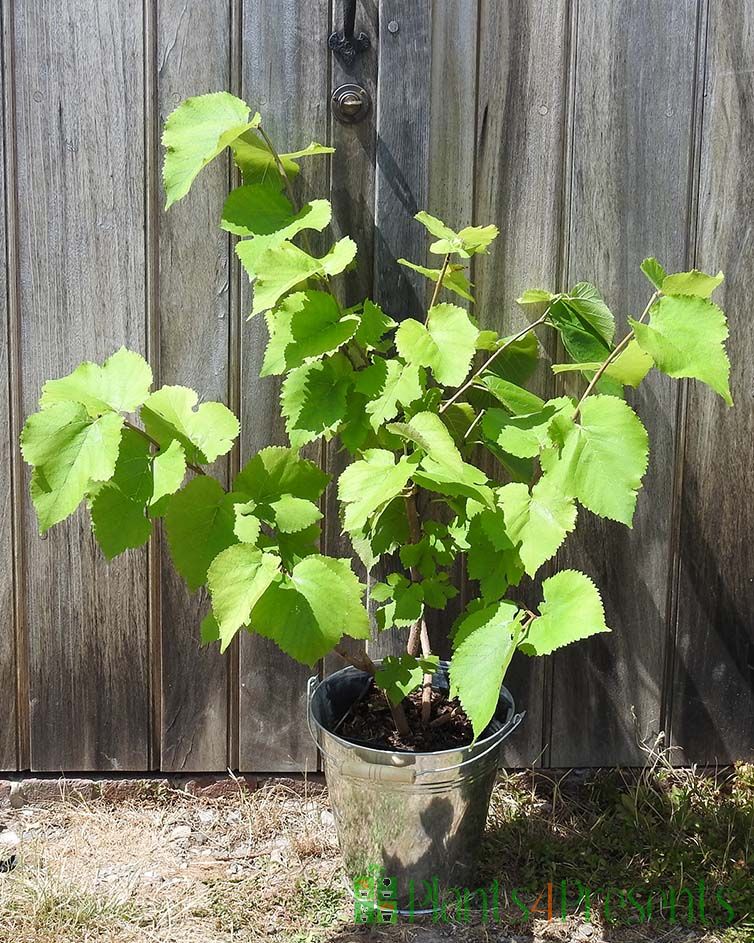 Mulberry Bush