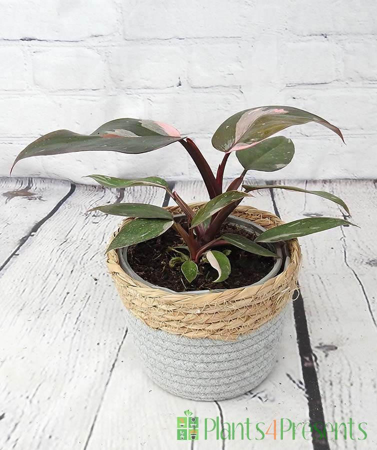 Sweetheart plant philodendron