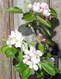 Apple tree blossom