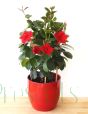 Red dipladenia