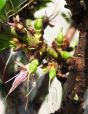 Nectarine Fruit buds forming from the fading flowers