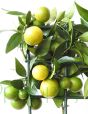 Closeup of orangequat on trellis