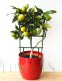 Orangequat in ceramic pot