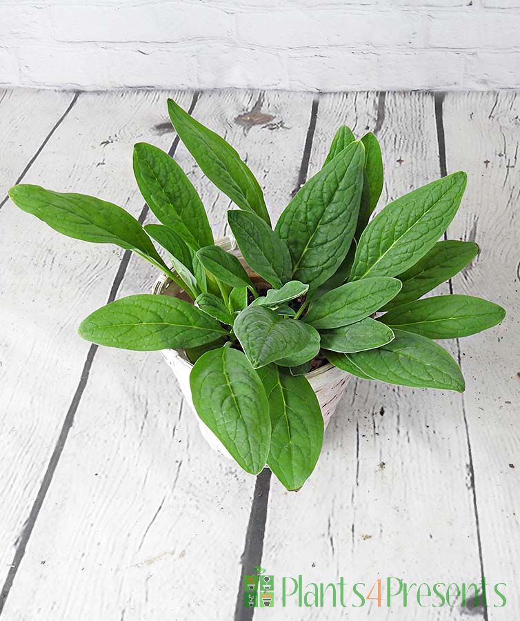 me not plants delivered as gifts