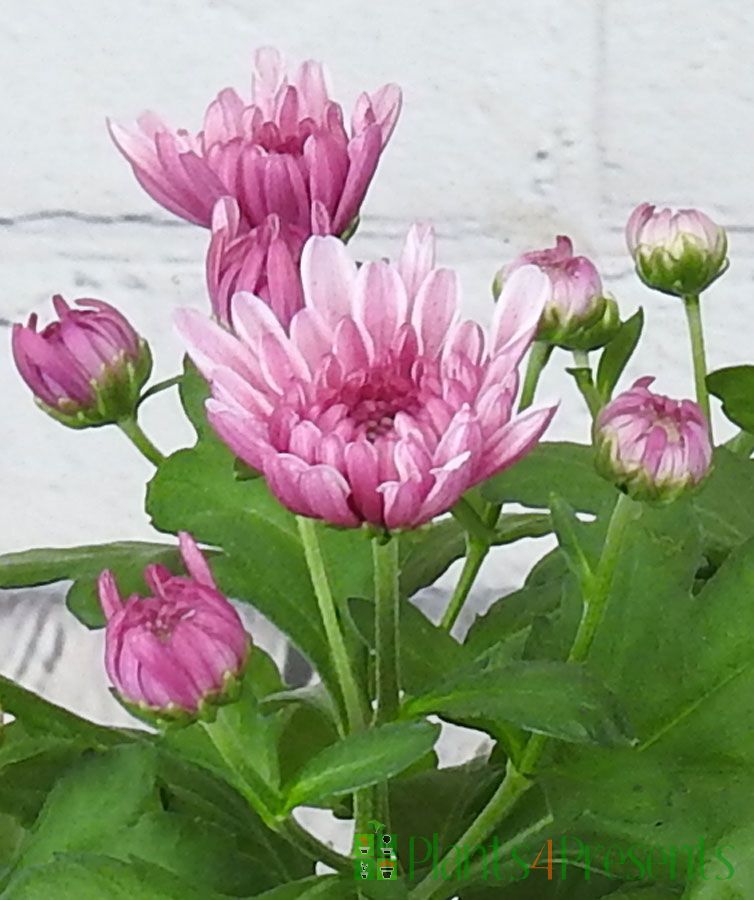 ChrysantheuMUM plants delivered as gifts for Mother's Day