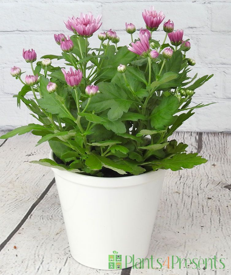ChrysantheuMUM plants delivered as gifts for Mother's Day