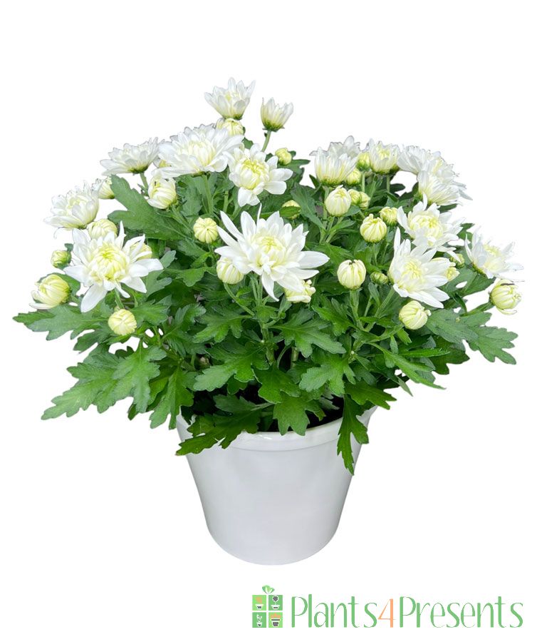 ChrysantheuMUM plants delivered as gifts for Mother's Day