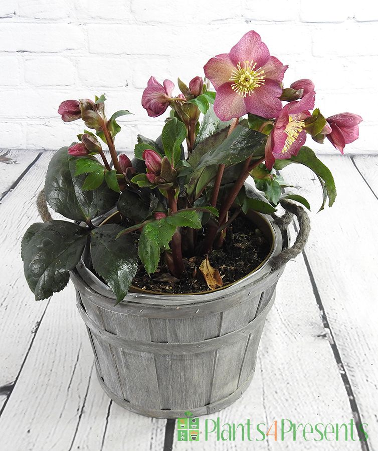 Pink Hellebore plants make great gifts for a winter garden. Delivered