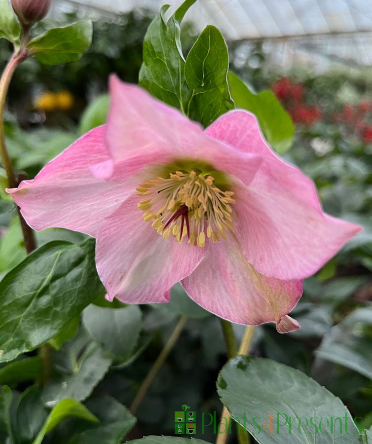 Pink Hellebore plants make great gifts for a winter garden. Delivered