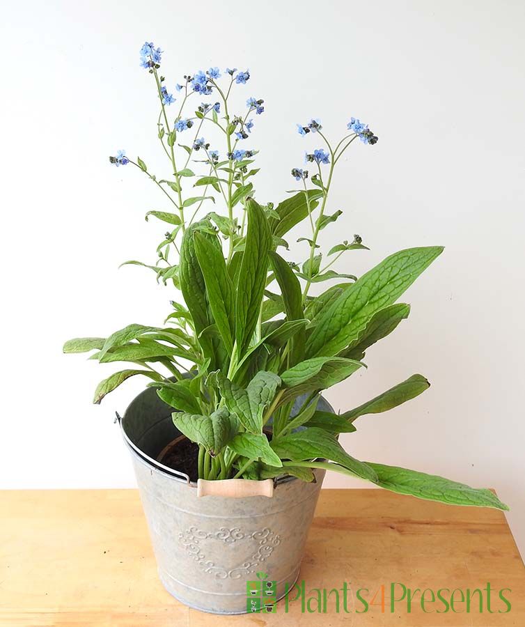 me not plants delivered as gifts