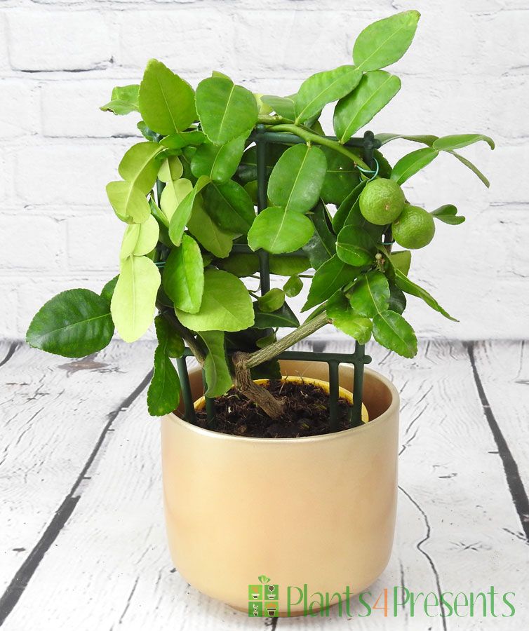 Baby Kaffir Lime plants delivered as gifts for cooks