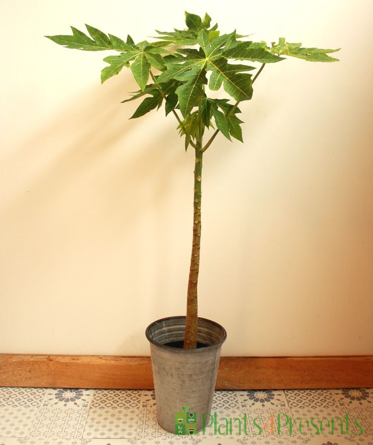 14+ Papaya Small Plant