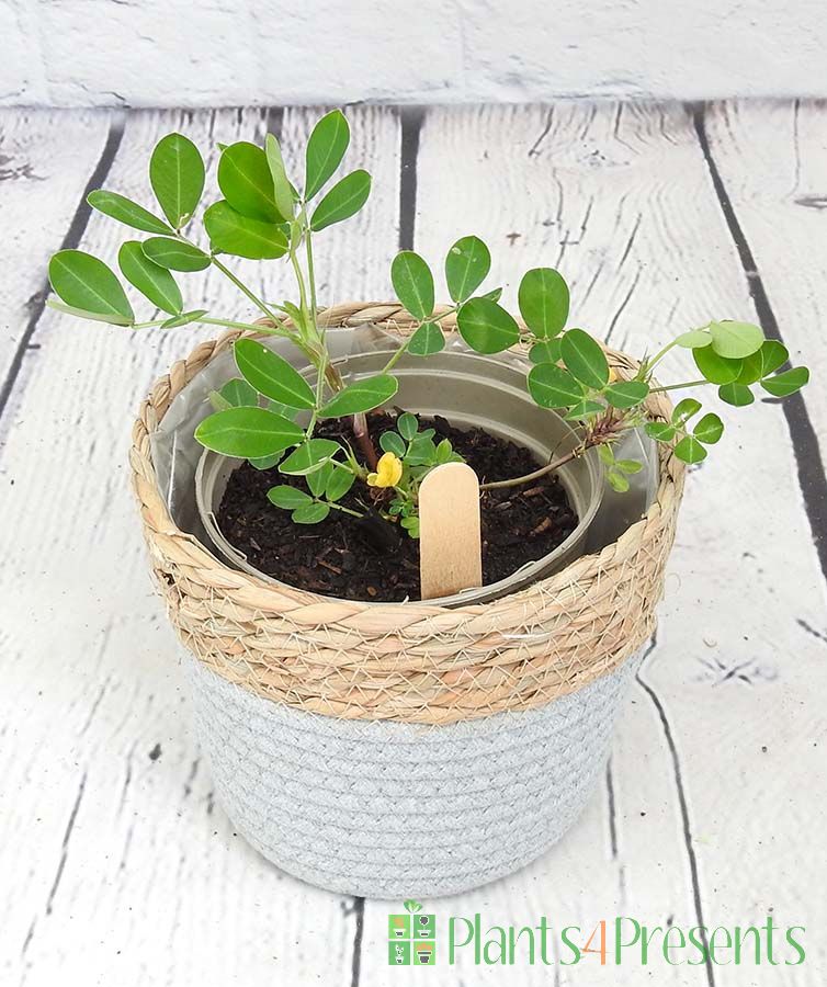 Peanut Plants make unusual and exotic gifts for food lovers