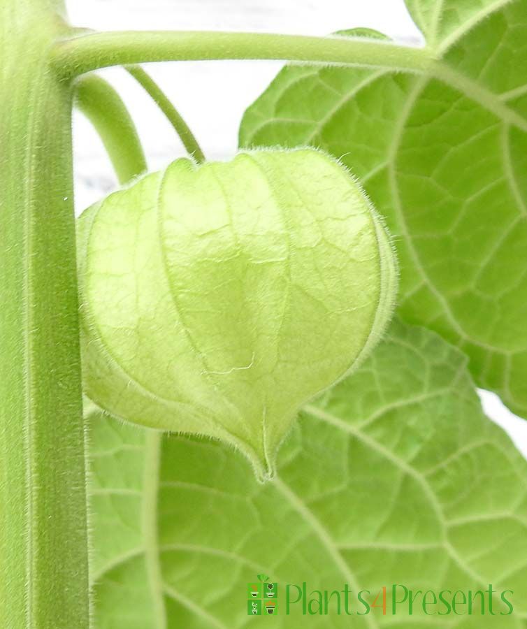 Cape Gooseberry plants delivered as gifts