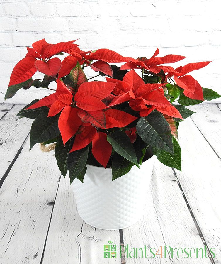 Decorating with House Plants on the Christmas Table - 2023