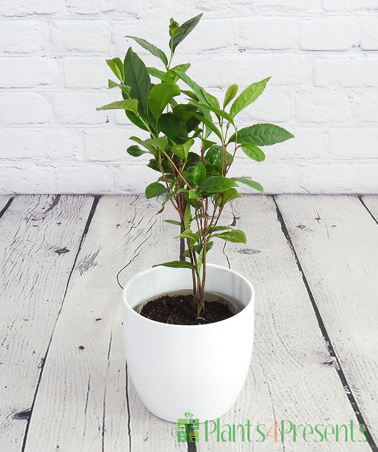 Tea tree, care and growing to harvest your very own tea leaves
