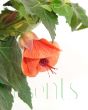 red abutilon flowers