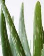 Close up of aloe vera