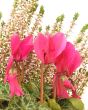 heather and cyclamen close up