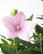 Close up of pink balloon flower