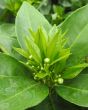 Blood orange, new foliage and flower buds