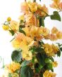 Close up of large yellow bougainvillea