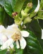 Buddhas hand flowers and young fruit buds