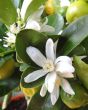 Calamondin flowers