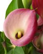  pink calla
