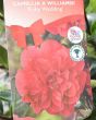 Anniversary Camellia