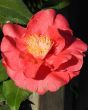Red Camellia Plant