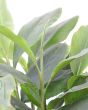 Close Up of Cardamom foliage