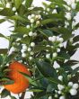 Chinotto buds and fruit