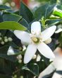 Scented Chinotto flowers in spring