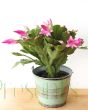 Pink Flowering cactus