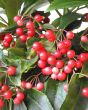 Coral Berry Plant